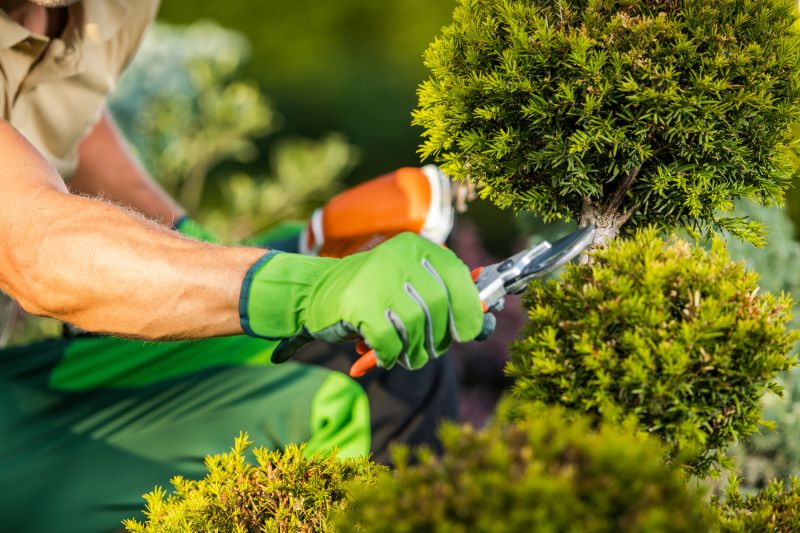 Shrub Pruning