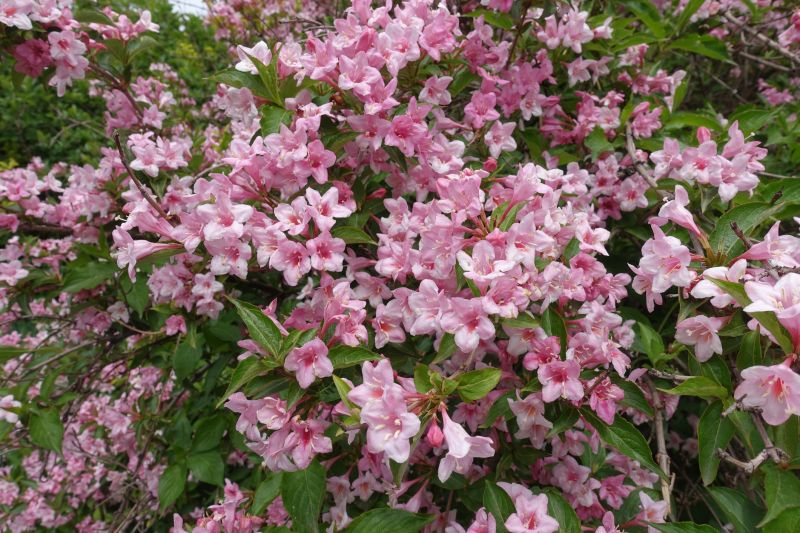 Weigela Removal detail